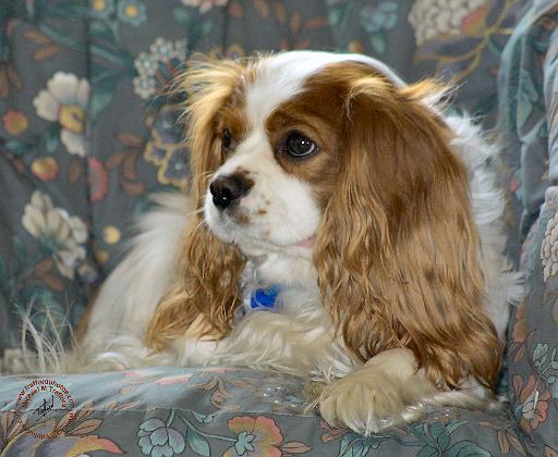 Cavalier King Charles Spaniel 8R16D-01.JPG